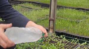 Подкормка рассады очень эффективная. Полив рассады.Как развести удобрения. Какие удобрения лучше.