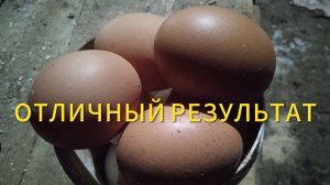 Куры-несушки. Моя самая лучшая мешанка для кур