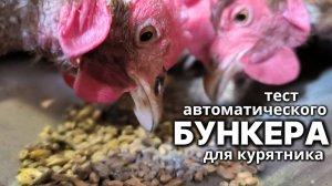 Автоматическая бункерная кормушка для курятника от Автокормильца успешно прошла испытания!