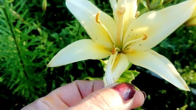 #отечественныелилии# смотреть онлайн