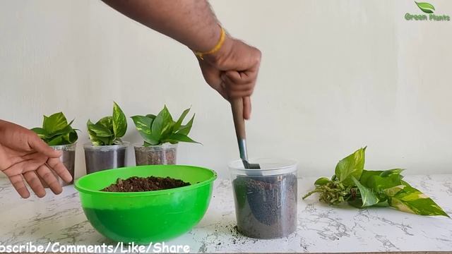 Bushy & Fast Growing Money plants Soil | Money plants Decoration Ideas | Indoor Plants//GREEN PLANT
