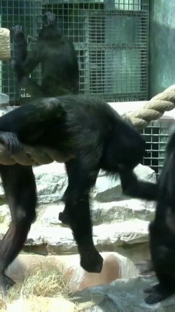oldest chimpanzee , age and walk смотреть онлайн