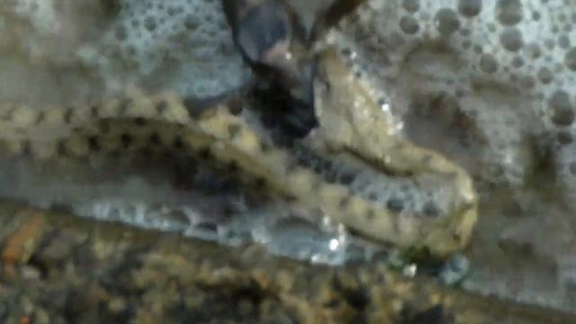 Гадюка їсть бичка.Коблево2015. смотреть онлайн