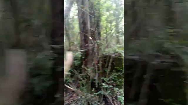 Remnants of a Planer Mill смотреть онлайн