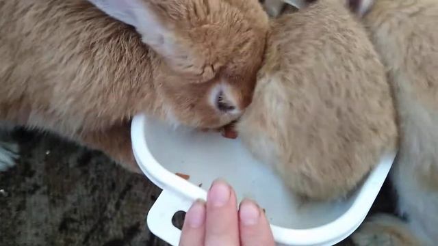 Няша и малыши кушают морковку... смотреть онлайн