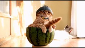 Кошки Смешные приколы про котов