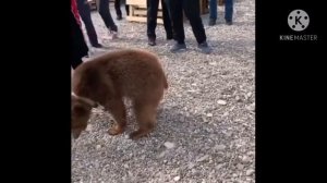 UFC: Хабиб Нурмагомедов борется с медведем