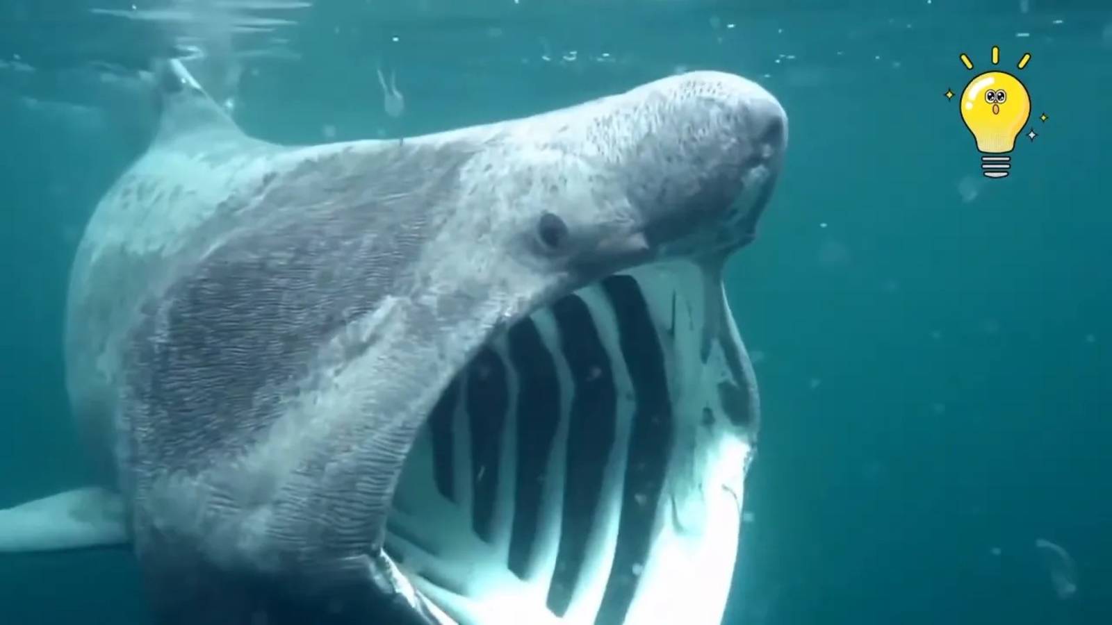 Гигантская акула – После этого видео ты перестанешь купаться в море! смотреть онлайн