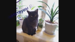 Ингалятор для кошки