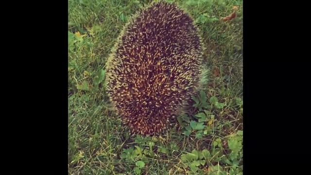 Укрощение строптивого ежика. Magic moments смотреть онлайн