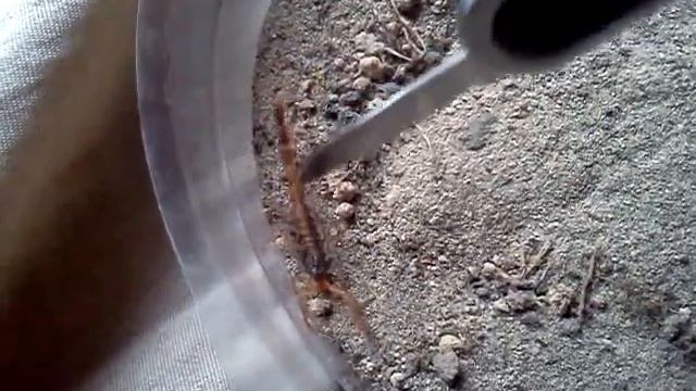 Florida bark scorpion смотреть онлайн