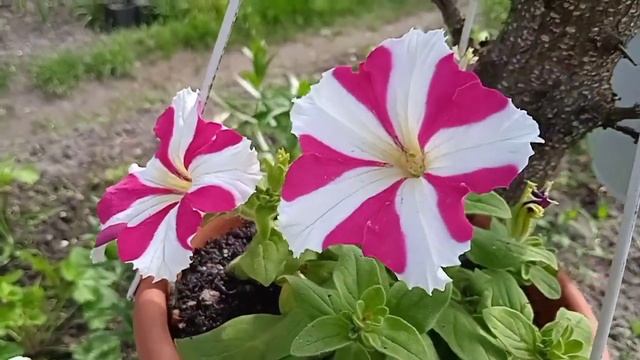 🏵️ОБЗОР СУРФИНИЙ И ПЕТУНИЙ В КАШПО🌸🌺🌸