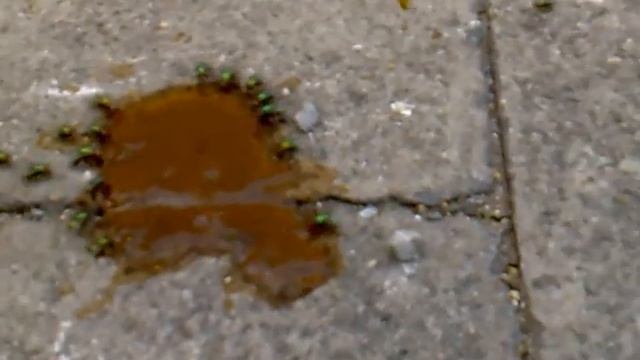 LA MERDE et LES MOUCHES смотреть онлайн