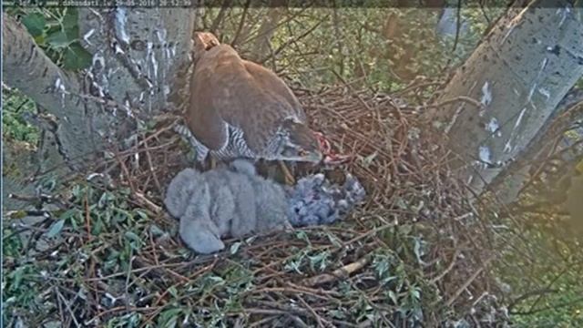 Goshawk Riga 2016-05-29 - sound Common Swift смотреть онлайн