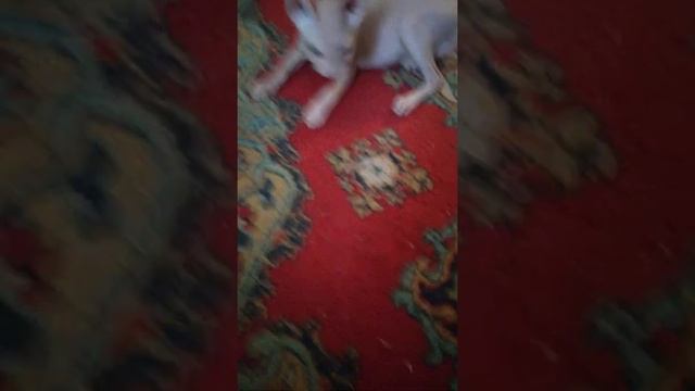 Вот так мы едим анчоус смотреть онлайн