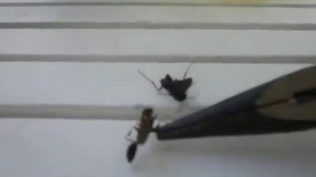 Playing with wasps смотреть онлайн