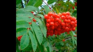 Рябина красноплодная