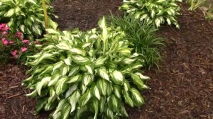 Hostas are great perennials for flower beds or gardens | Small Flower Bed design