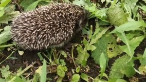Ёжик в траве.