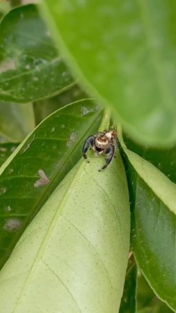 Jumping Spider (Araneae) #insects #wasp #spider #entomology