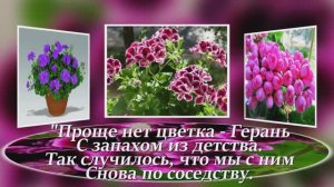 ГЕРАНЬ - пеларгония