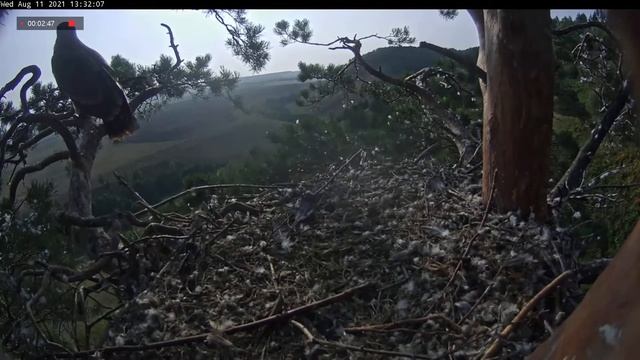11.08.2021 16:29 Еще мышь от папы. Айгуль в гнезде одна) И никто теперь не сможет опередить Айгуль смотреть онлайн