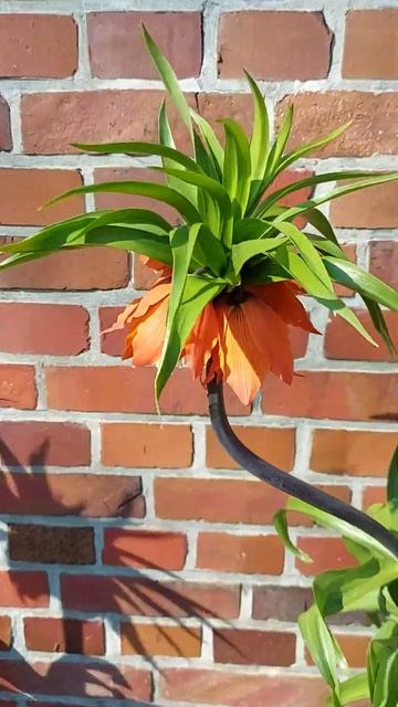 Рябчик императорский....Fritillaire imperiale.... смотреть онлайн