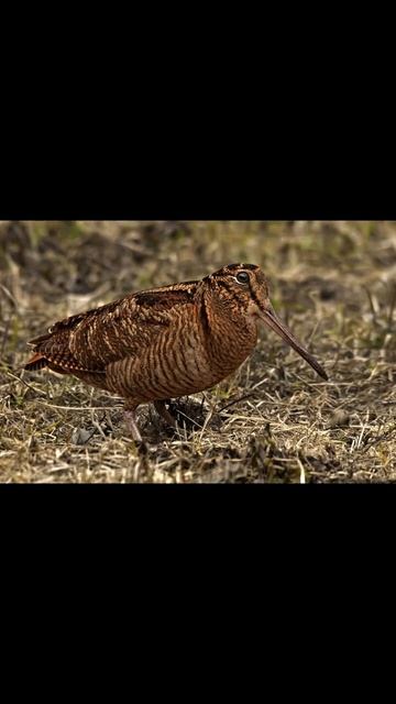 ВАЛЬДШНЕП смотреть онлайн