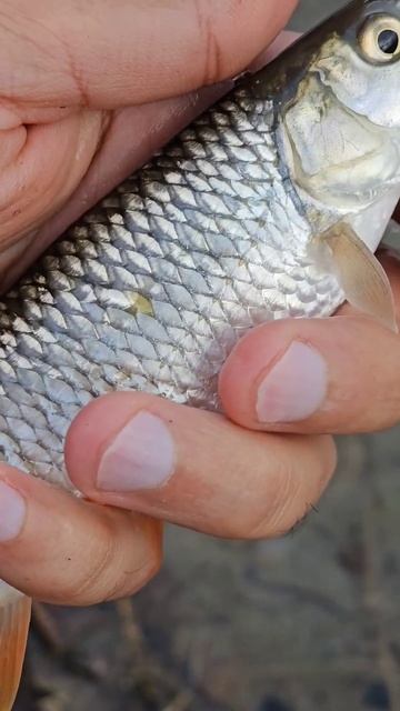 Голавль на муху.#shorts #shortvideo #viral #viralvideo #fishing #fish смотреть онлайн