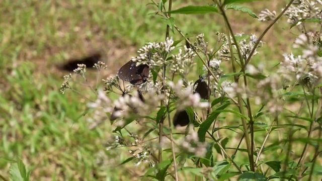 【與蝶飛舞】🦋 смотреть онлайн