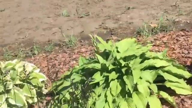 Басик упал! Мы на даче! | BASIK MIMI SHOW смотреть онлайн