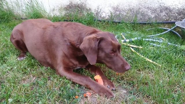 Собака - вегетарианец :)) Dog vegetarian смотреть онлайн