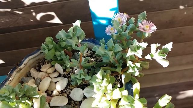 My Oscularia deltoides in beautiful pink flowers смотреть онлайн