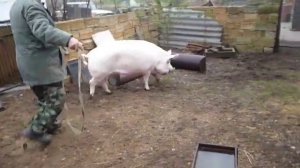 Ловим свинью /*-+