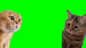 Мемные коты зелёный задний фон