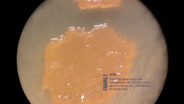Figura 2. ALB смотреть онлайн