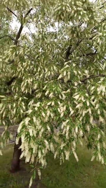 Черёмуха смотреть онлайн