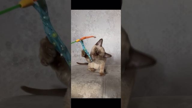 Пантелей снова в поисках своей семьи 🥹 смотреть онлайн