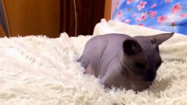 .ne, - YouTube ютуб Подписывайся на канал будут розыгрыши! смотреть онлайн