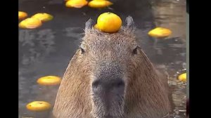 песня капибара 2023 год