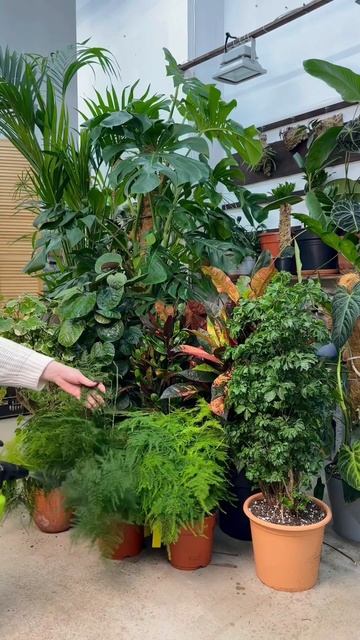 Как побороть клеща? Расскажем кратко, как бороться с самым сложным противников: паутинным клещом! смотреть онлайн