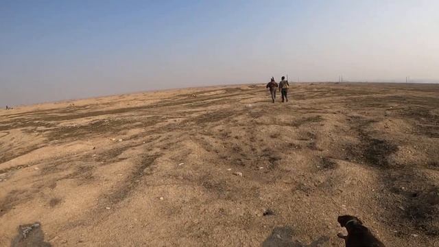 Охота на шакалов в с. Төө-Моюн, Ошская обл., Кыргызстан 03.02.21 смотреть онлайн