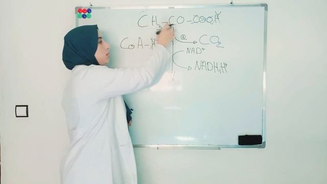 Consommation de la matière organique et flux d'énergie. Chapitre 1/partie 4 le cycle de krebs смотреть онлайн
