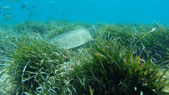 DIVER'S SİDE / SİDE ANTALYA TURKEY... смотреть онлайн