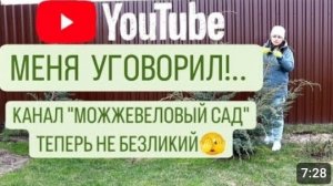 ФОРМИРУЮЩАЯ ПОДВЯЗКА МОЖЖЕВЕЛЬНИКА КИТАЙСКОГО "БЛЮ АЛЬПС". 10.03.2024г.