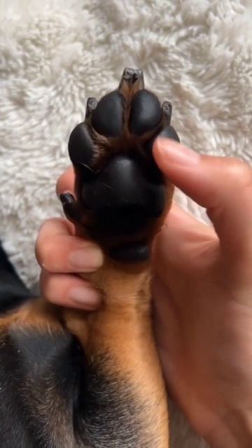 Funny Dog 😂#shorts смотреть онлайн