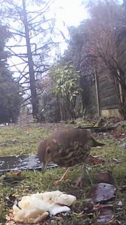 #Shorts -  Garden Birds; Thrush