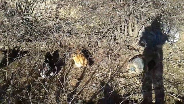 Жизнь в деревне 2022.Куры,утки,цесарки. смотреть онлайн