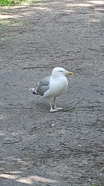 В теплый июньский день большая чайка баклан ждала птенца в отличии от других чаек смотреть онлайн