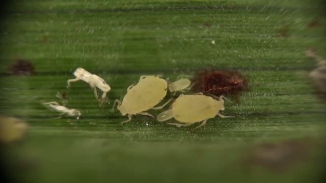 Miel de Sorgo 18 07 21 смотреть онлайн